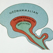 triune-brain-theory